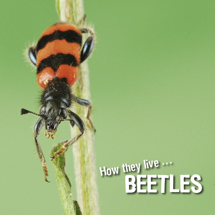Ivan Esenko: Beetles